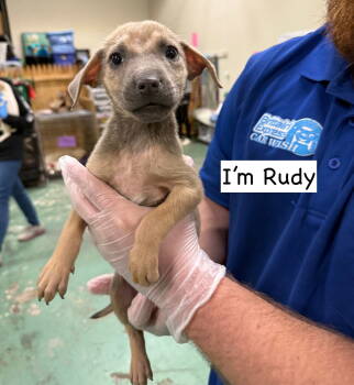 Rescue Mixed Breed Dogs for Adoption in Gilberts, Illinois - RUDY | PetCurious