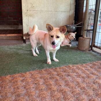 Rudy -  Jindo and Corgi Dog for Adoption in Northbrook, Illinois - Rudy | PetCurious