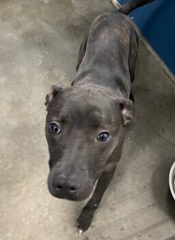 Bella -  Mixed Breed Dog for Adoption in Henderson, North Carolina - Bella | PetCurious
