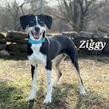 Ziggy trained & 40lbs -  Black Labrador Retriever Dog for Adoption in Holly Springs, Mississippi - Ziggy Trained & 40lbs | PetCurious