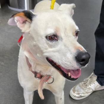 BC-Stray (Lola) -  Australian Cattle Dog Blue Heeler and Mixed Breed Dog for Adoption in Idaho Falls, Idaho - BC-Stray (Lola) | PetCurious