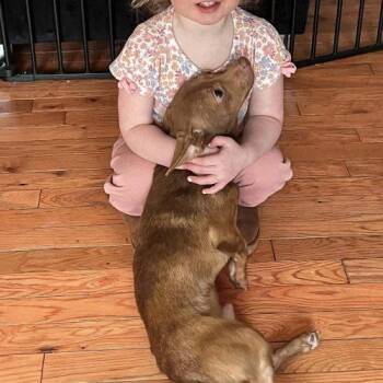 Chihuahua and Terrier Dogs Available for Adoption - Mr. PuppyEars (Foster2Adopt) | PetCurious