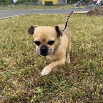 Pug and Chihuahua Dogs Available for Adoption in Chico, California - COCO PEANUT | PetCurious
