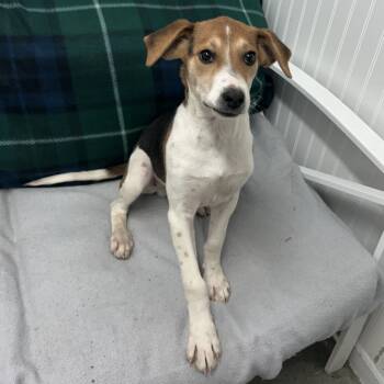 Rescue Beagle Dogs for Adoption in Butler, Kentucky - Winston | PetCurious