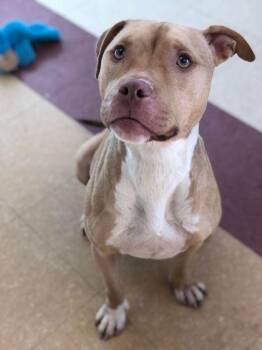 Emerald -  Mixed Breed Dog for Adoption in Munster, Indiana - Emerald | PetCurious