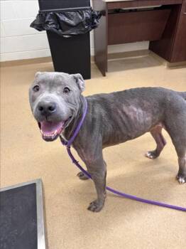 Pit Bull Terrier Dogs Available for Adoption - GUAPO | PetCurious