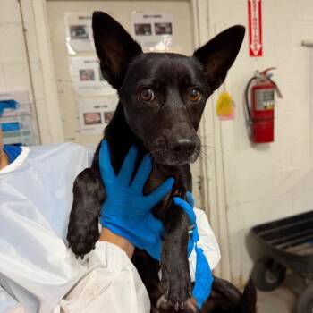 Tank -  Terrier and Mixed Breed Dog for Adoption in Edinburg, Texas - Tank | PetCurious
