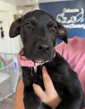 Rescue Rottweiler and Hound Dogs for Adoption in Labelle, Florida - Opal | PetCurious