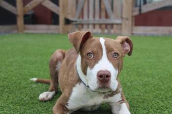 Pit Bull Terrier Dogs Available for Adoption in Chestertown, Maryland - Emmett | PetCurious