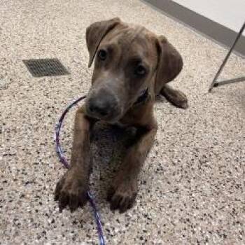 PUPPY 09/5/2026 -  Hound and Mixed Breed Dog for Adoption in Bullhead City, Arizona - PUPPY 09/5/2026 | PetCurious