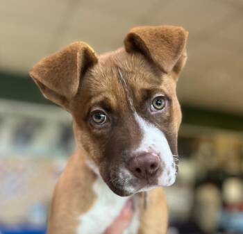 Mopar -  Akita and Terrier Dog for Adoption - Mopar | PetCurious