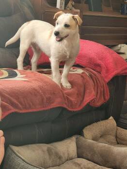 Terrier Dogs Available for Adoption - Turbo | PetCurious