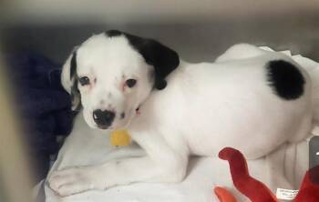 HEIDI -  Pointer and Mixed Breed Dog for Adoption in St. Louis, Missouri - HEIDI | PetCurious