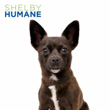 Pepe -  Mixed Breed Dog for Adoption in Columbiana, Alabama - Pepe | PetCurious
