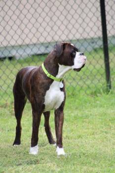 Boxer Dogs Available for Adoption in Stanwood, Washington - Hank | PetCurious