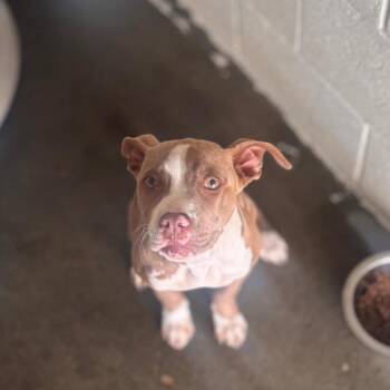 Pit Bull Terrier Dogs Available for Adoption in Starkville, Mississippi - Destini | PetCurious