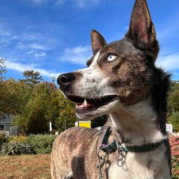 Rosa -  Husky Dog for Adoption in Conway, New Hampshire - Rosa | PetCurious