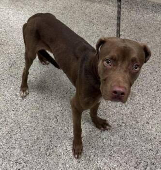 Orson -  Pit Bull Terrier and Mixed Breed Dog for Adoption in Kansas City, Missouri - Orson | PetCurious