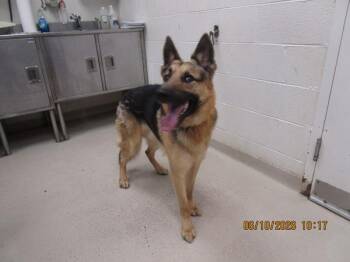 Burberry(802) -  German Shepherd Dog Dog for Adoption in Marietta, Georgia - Burberry(802) | PetCurious
