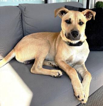 Romeo SCAS -  Labrador Retriever Dog for Adoption in Rockaway, New Jersey - Romeo SCAS | PetCurious
