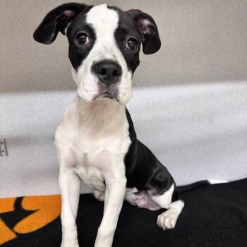 Moon Stone -  Boston Terrier and Boxer Dog for Adoption in Waterloo, Iowa - Moon Stone | PetCurious