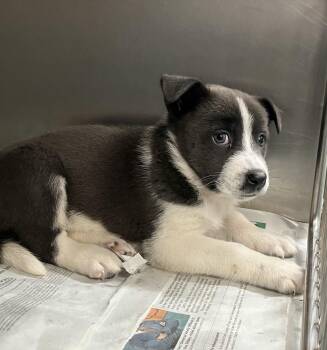Hermes -  Cattle Dog Dog for Adoption in Parma, Ohio - Hermes | PetCurious