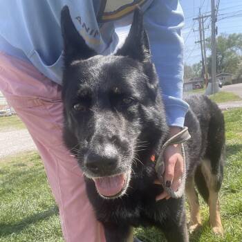 German Shepherd Dog Dogs Available for Adoption in Springfield, Missouri - Princess | PetCurious