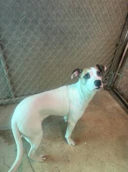 Boxer Dogs Available for Adoption - Dakota | PetCurious