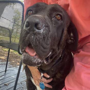 Petunia -  Mixed Breed Dog for Adoption in West Palm Beach, Florida - Petunia | PetCurious