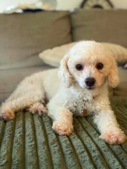 Bear $600 -  Poodle Dog for Adoption in West Milwaukee, Wisconsin - Bear $600 | PetCurious