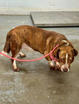 Crush -  Mixed Breed Dog for Adoption in Chesterfield, South Carolina - Crush | PetCurious