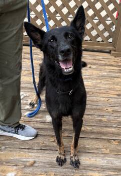 Essie -  German Shepherd Dog Dog for Adoption in Dallas, Texas - Essie | PetCurious
