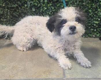 61142794 -  Miniature Poodle and Mixed Breed Dog for Adoption in El Paso, Texas - 61142794 | PetCurious