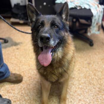 Beau -  German Shepherd Dog Dog for Adoption in Chehalis, Washington - Beau | PetCurious