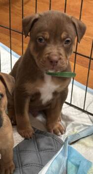 Shepherd and Terrier Dogs Available for Adoption - Rolle | PetCurious