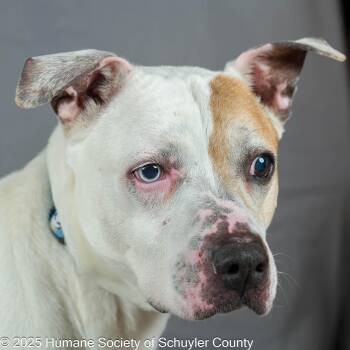 Pit Bull Terrier Dogs Available for Adoption - Costello | PetCurious