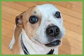 Nutmeg -  Jack Russell Terrier and Pit Bull Terrier Dog for Adoption in Amherst, Massachusetts - Nutmeg | PetCurious