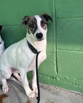Saint Bernard Dogs Available for Adoption - Breezy | PetCurious