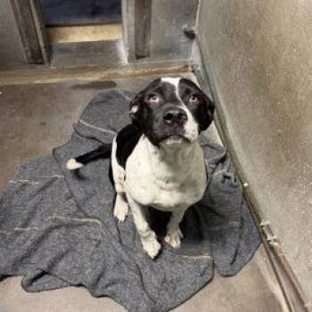 Peter -  Mixed Breed Dog for Adoption in Spokane, Washington - Peter | PetCurious