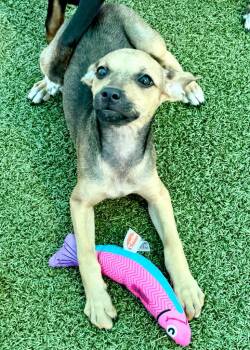 Mimosa -  Chihuahua and Mixed Breed Dog for Adoption in Cape Coral, Florida - Mimosa | PetCurious