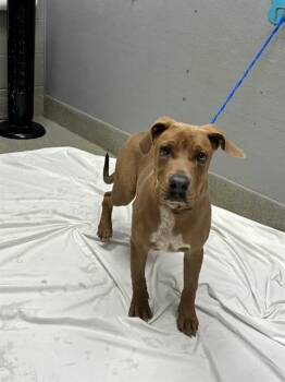 FRANCISCO -  Great Dane Dog for Adoption in Las Vegas, Nevada - FRANCISCO | PetCurious