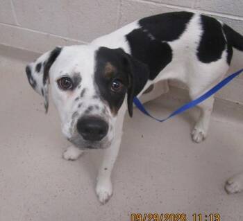 Peekadop (50) -  Pit Bull Terrier and American Bulldog Dog for Adoption in Marietta, Georgia - Peekadop (50) | PetCurious