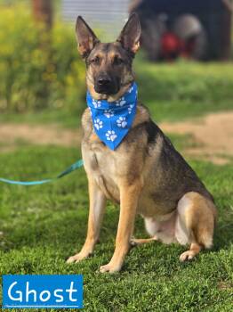 Ghost -  German Shepherd Dog Dog for Adoption in Walthill, Nebraska - Ghost | PetCurious