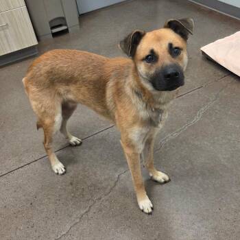 Bear -  German Shepherd Dog and Mixed Breed Dog for Adoption in Chattanooga, Tennessee - Bear | PetCurious