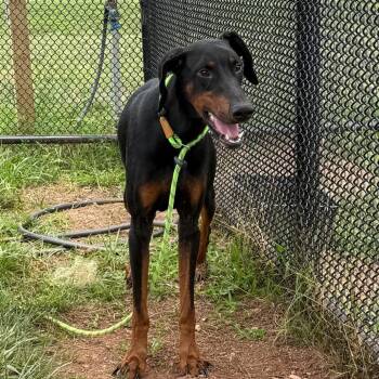 Adobe Flash -  Doberman Pinscher Dog for Adoption in York, Pennsylvania - Adobe Flash | PetCurious
