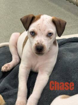 Chase-in a foster home -  Terrier and Hound Dog for Adoption in South Bend, Indiana - Chase-in A Foster Home | PetCurious