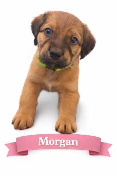 Mixed Breed Dogs Available for Adoption - Morgan (aka Green) | PetCurious