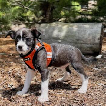Basquiat -  Terrier and Mixed Breed Dog for Adoption in East Hampton, New York - Basquiat | PetCurious