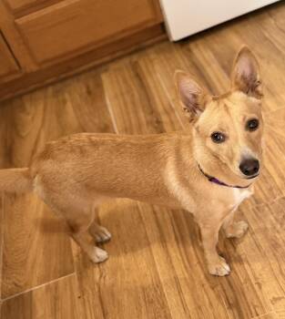 Corgi Dogs Available for Adoption in Gardnerville, Nevada - Bella | PetCurious