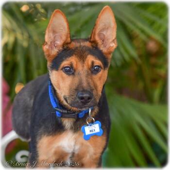 Rescue German Shepherd Dog Dogs for Adoption in Wake Forest, North Carolina - Rex | PetCurious
